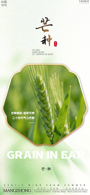 芒种节气稻田海报设计