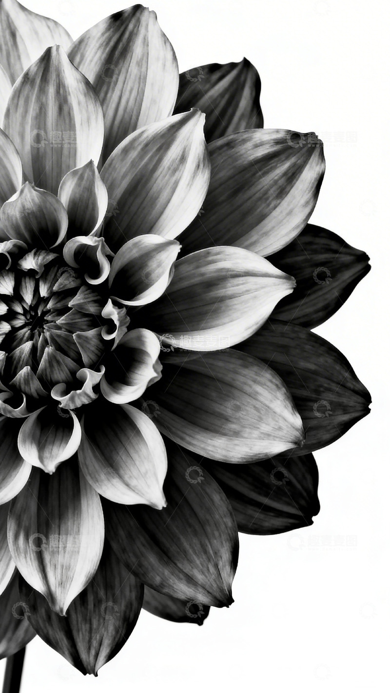 高清大图下载【趣麦麦图】黑白花卉素描艺术