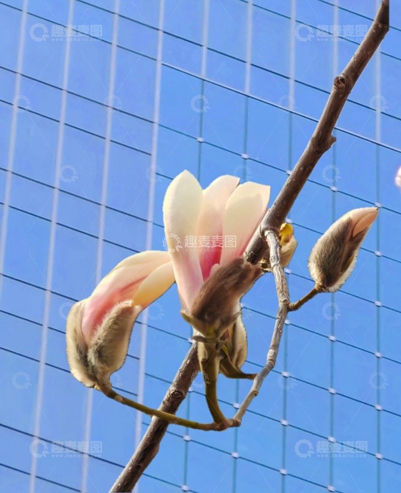 高清大图下载【趣麦麦图】玉兰花开城市春景