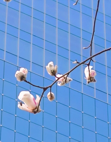 春花玻璃幕墙美景