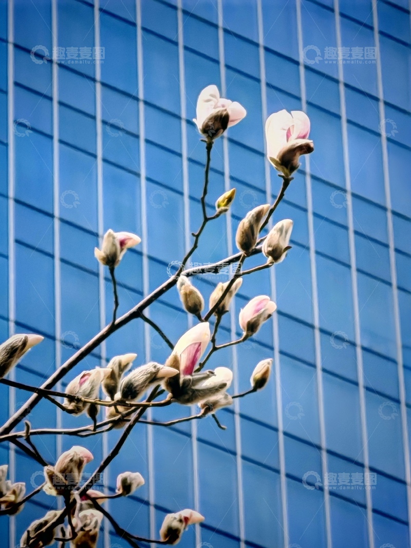 高清大图下载【趣麦麦图】玉兰花与现代建筑对比图