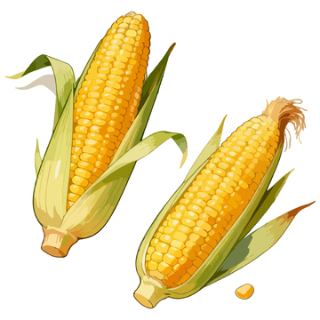 田园风新鲜玉米插画