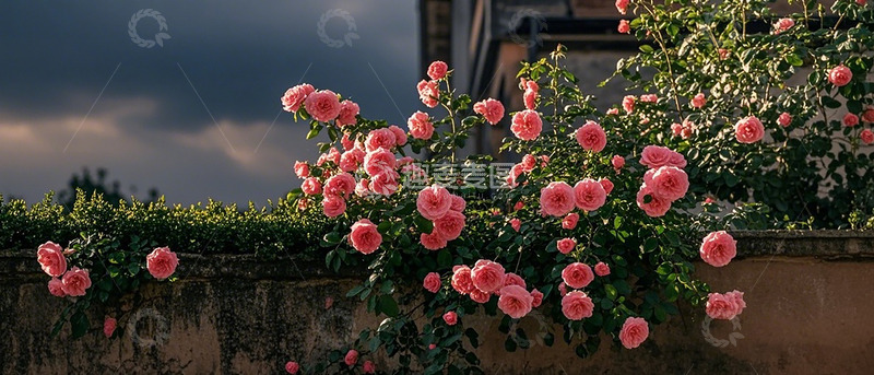 高清大图下载【趣麦麦图】蔷薇花开墙头风景摄影