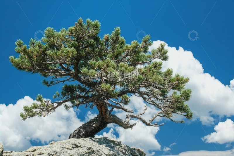 高清大图下载【趣麦麦图】山顶的一颗松树