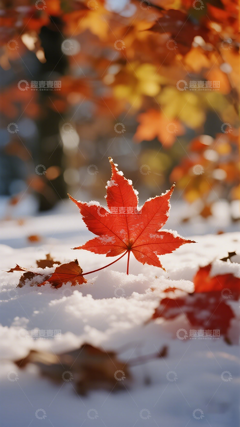 高清大图下载【趣麦麦图】秋雪枫叶自然风光