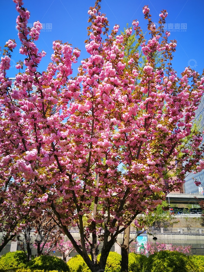 高清大图下载【趣麦麦图】春日樱花盛开美景摄影