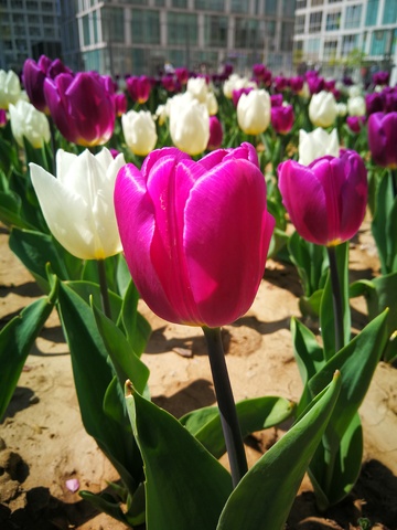 绚丽郁金香盛开城市花园