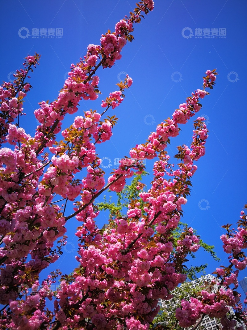 高清大图下载【趣麦麦图】樱花盛开春日美景自然摄影