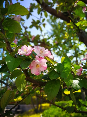 春日桃花盛开美景摄影图