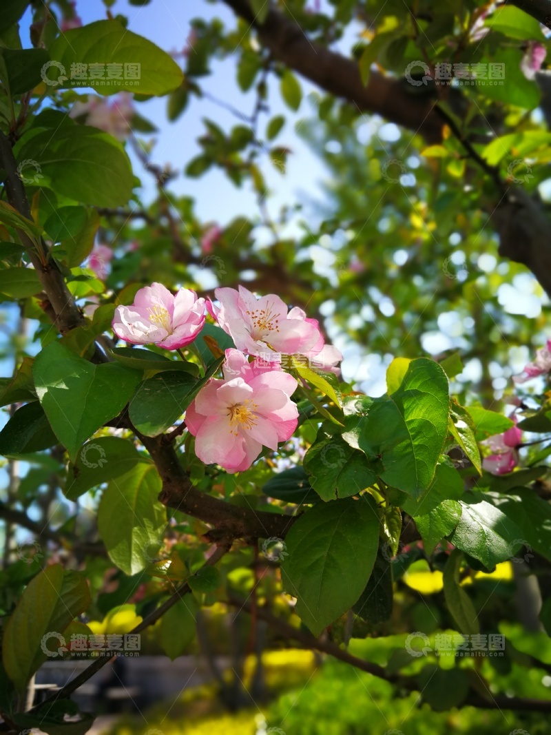 高清大图下载【趣麦麦图】春日桃花盛开美景摄影图