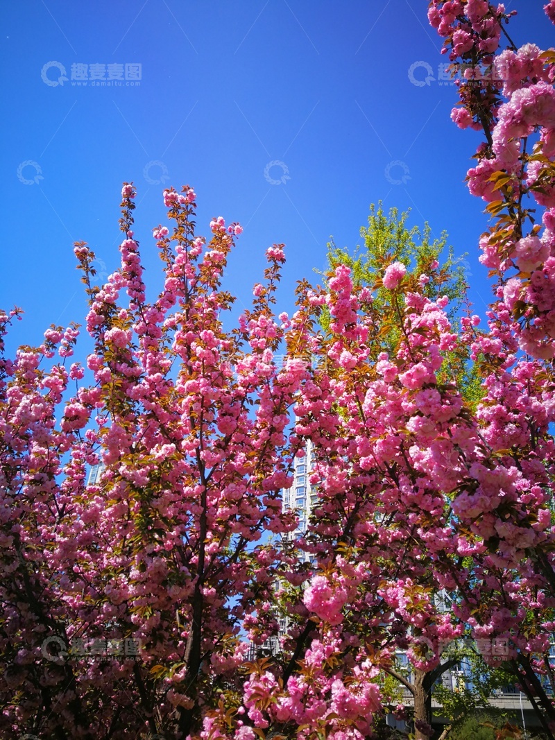 高清大图下载【趣麦麦图】樱花盛开春日美景自然风光摄影