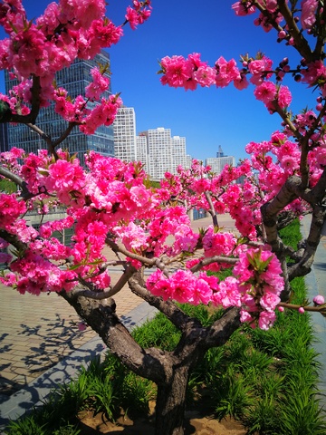 城市春景桃花盛开
