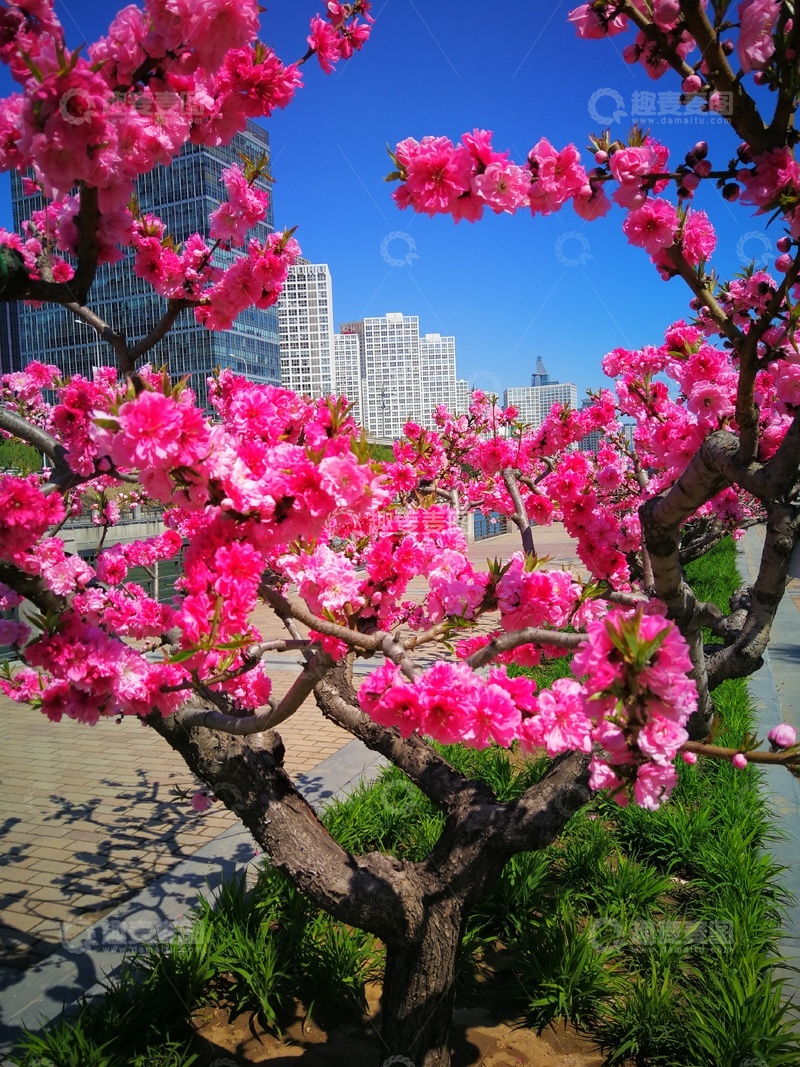 高清大图下载【趣麦麦图】城市春景桃花盛开