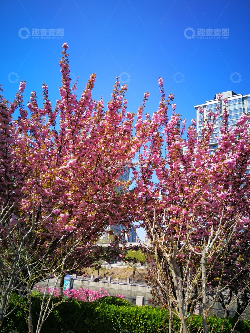 高清大图下载【趣麦麦图】春日樱花盛开城市风光