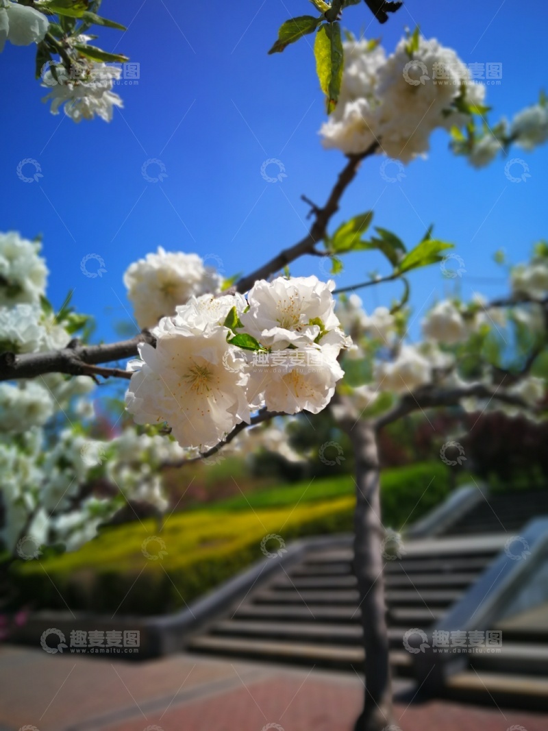 高清大图下载【趣麦麦图】春日盛开樱花美景摄影图片