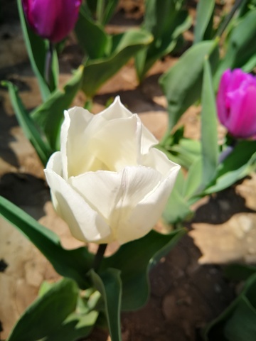 郁金香盛开春日美景