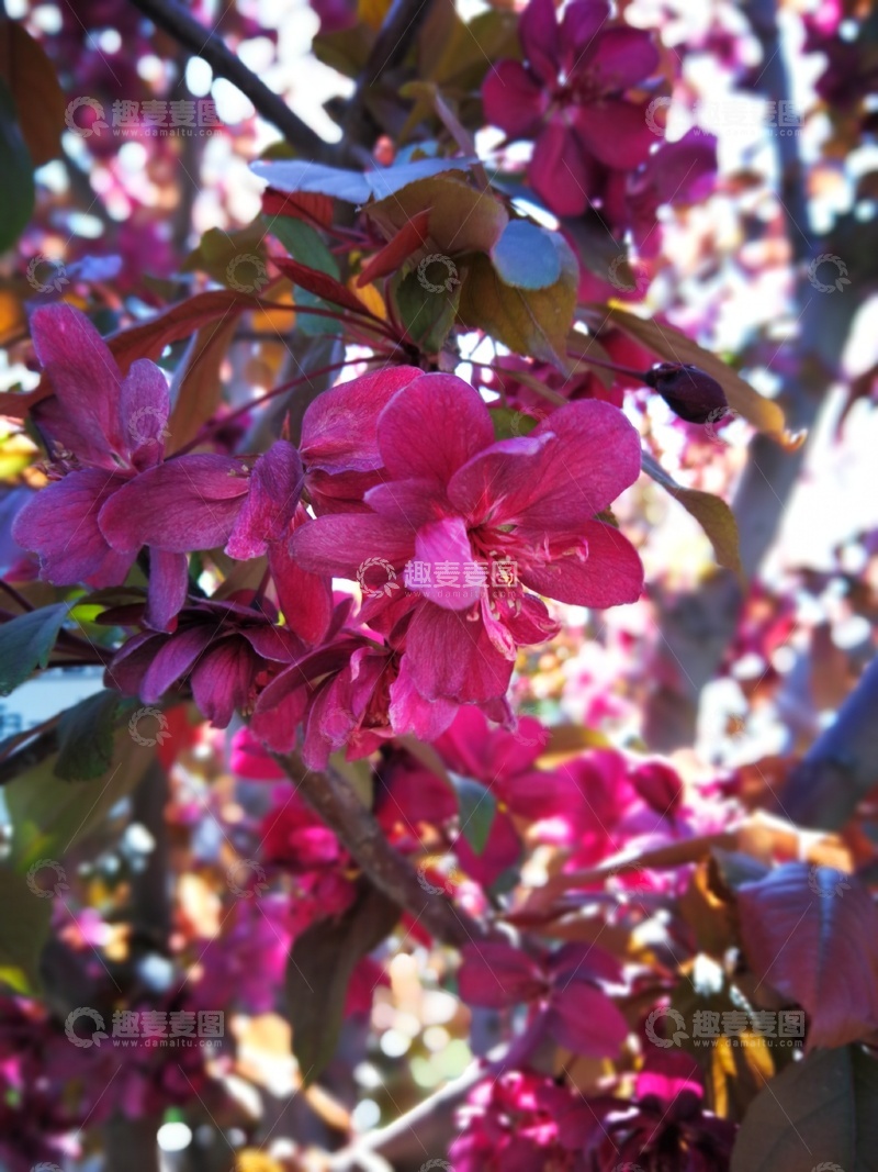 高清大图下载【趣麦麦图】春日樱花盛开美景摄影图片