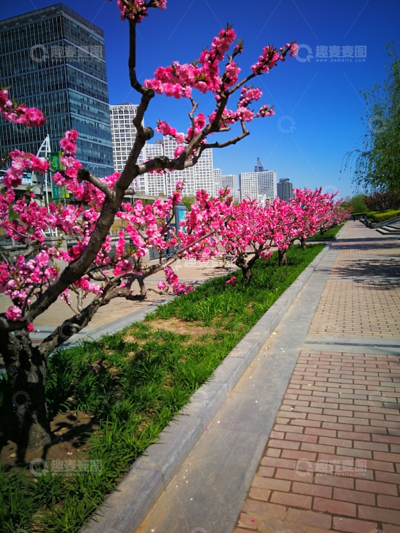 高清大图下载【趣麦麦图】城市春景桃花盛开步道旁