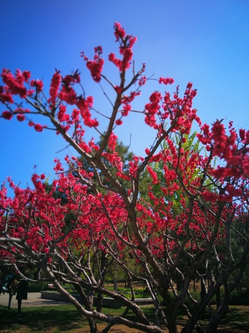花开满园春色美