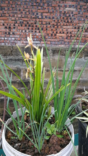 盆栽兰花绿植园艺美景