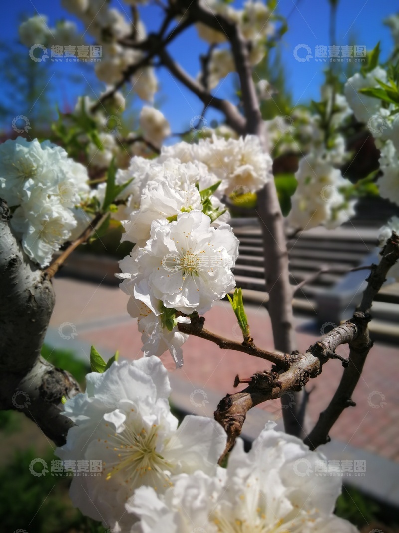 高清大图下载【趣麦麦图】春日白色花朵绽放风景摄影