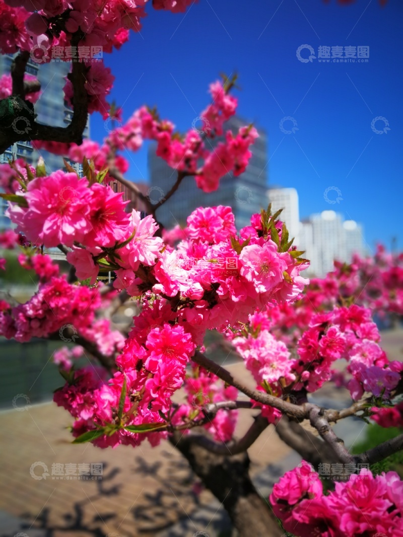 高清大图下载【趣麦麦图】樱花盛开城市景观自然风光