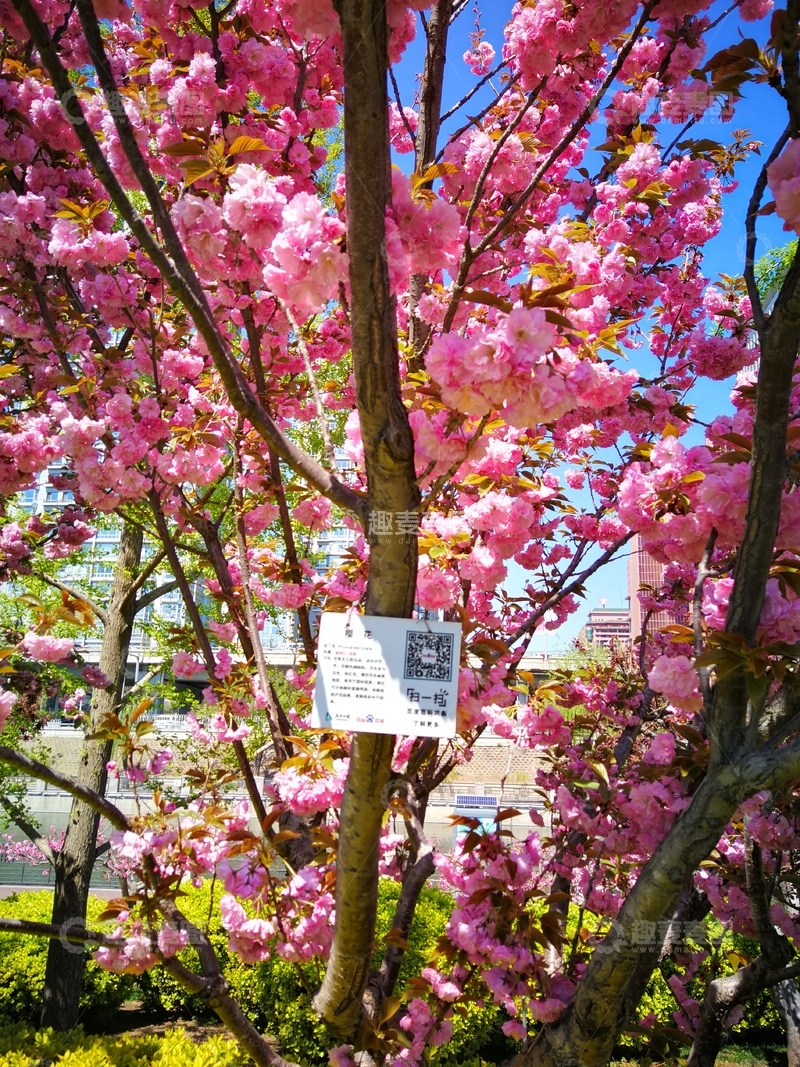 高清大图下载【趣麦麦图】樱花盛开城市公园美景