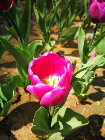 郁金香盛开园艺美景