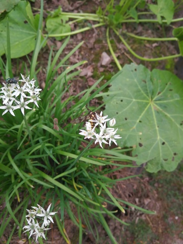 自然野花绿叶摄影图