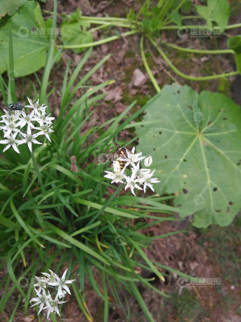 高清大图下载【趣麦麦图】自然野花绿叶摄影图