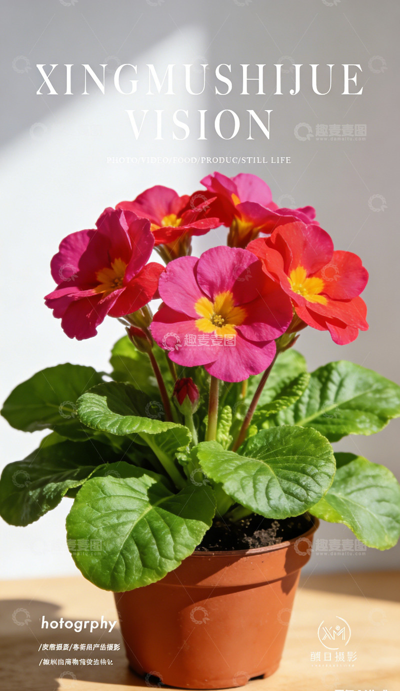 高清大图下载【趣麦麦图】红花盆栽静物摄影