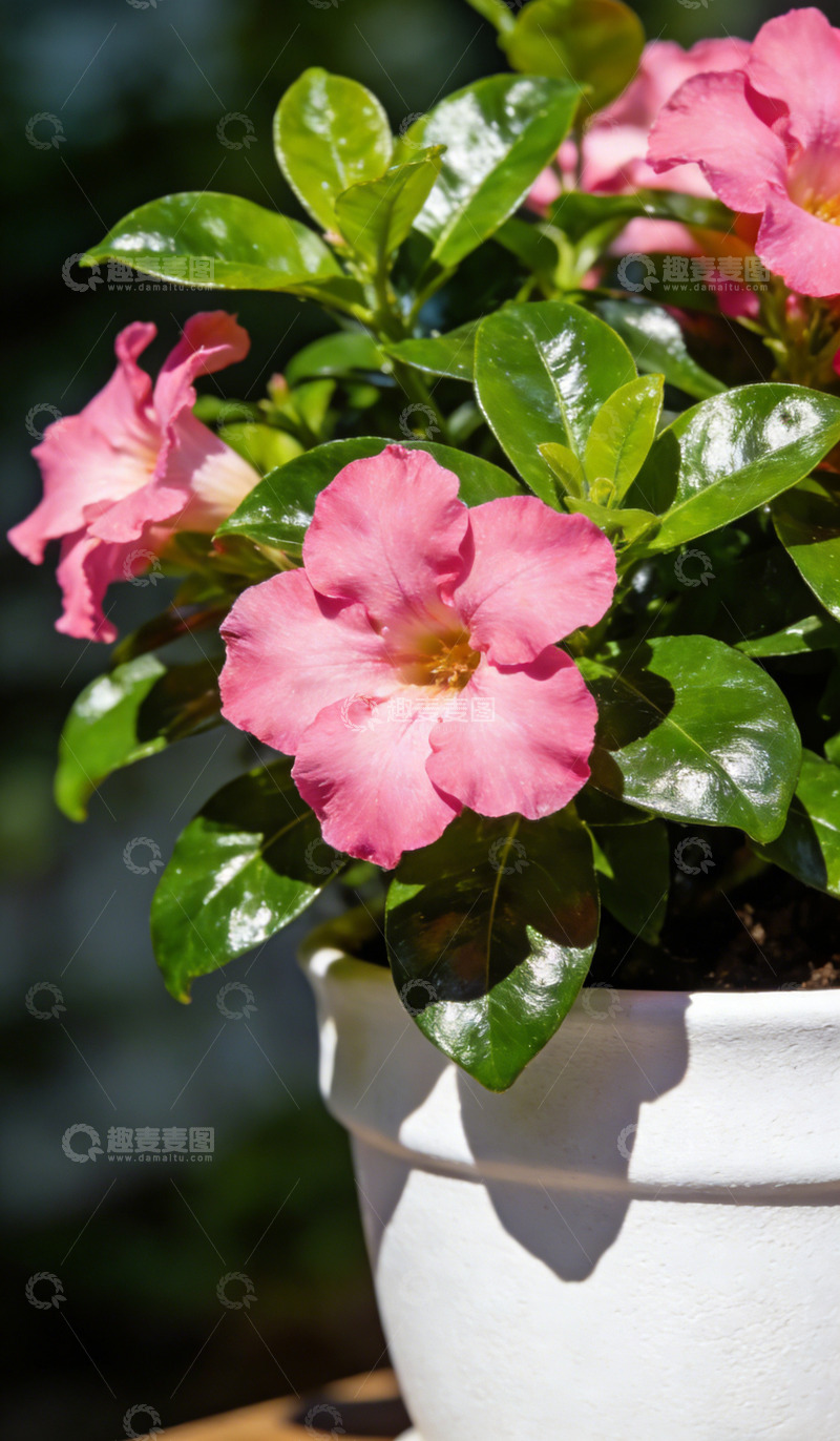 高清大图下载【趣麦麦图】粉色花朵盆栽特写