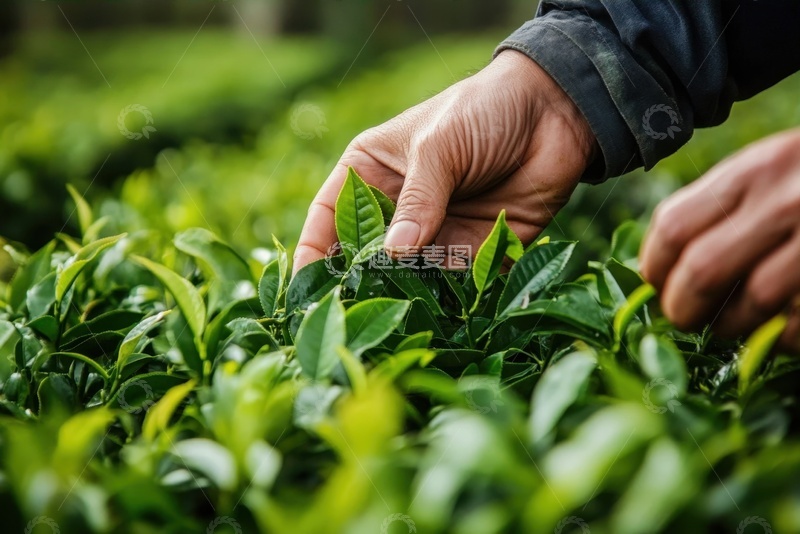 高清大图下载【趣麦麦图】采茶的老人手部特写