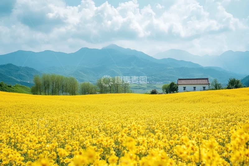 高清大图下载【趣麦麦图】一片盛开的油菜花花田