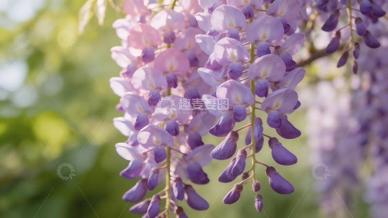 高清大图下载【趣麦麦图】紫色藤花盛开自然风光摄影