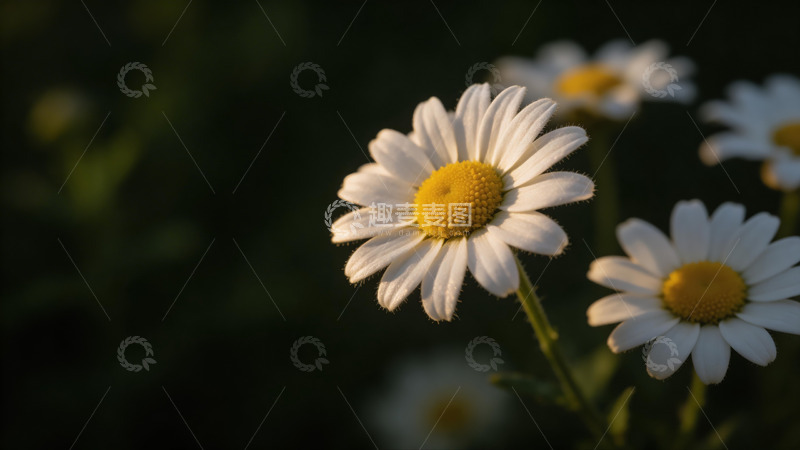 高清大图下载【趣麦麦图】阳光下的雏菊风光摄影