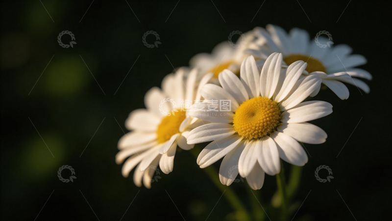 高清大图下载【趣麦麦图】光影雏菊自然风景摄影