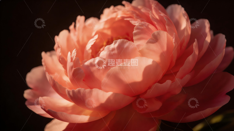 高清大图下载【趣麦麦图】粉色芍药特写摄影图片