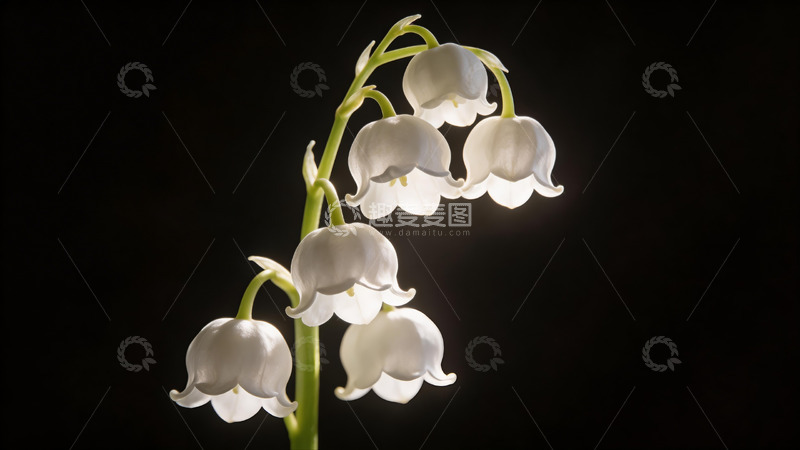 高清大图下载【趣麦麦图】暗色背景白铃兰花摄影