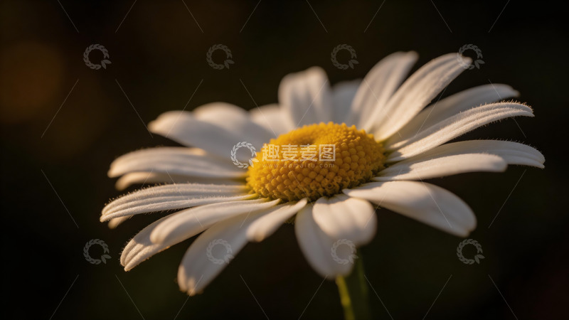 高清大图下载【趣麦麦图】微距摄影雏菊花卉特写