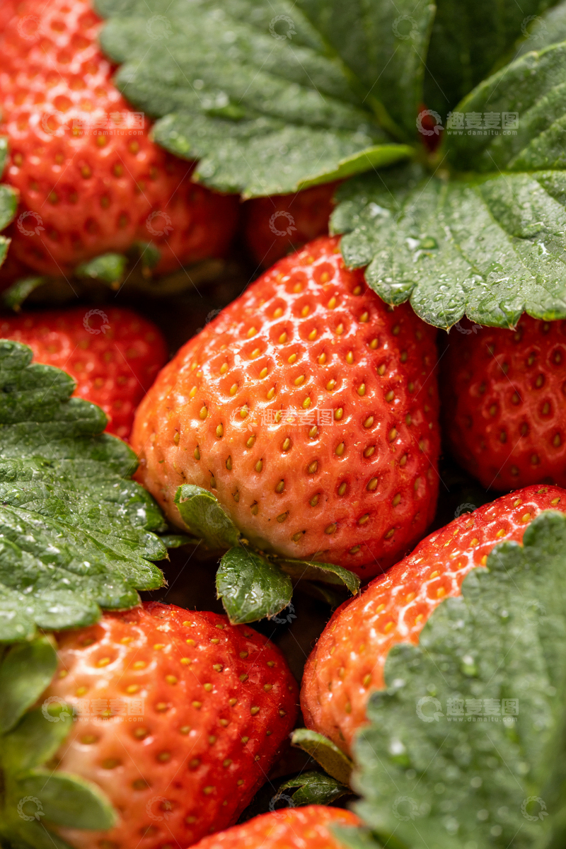 高清大图下载【趣麦麦图】新鲜草莓特写摄影6