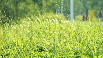 阳光草地风景自然风光摄影
