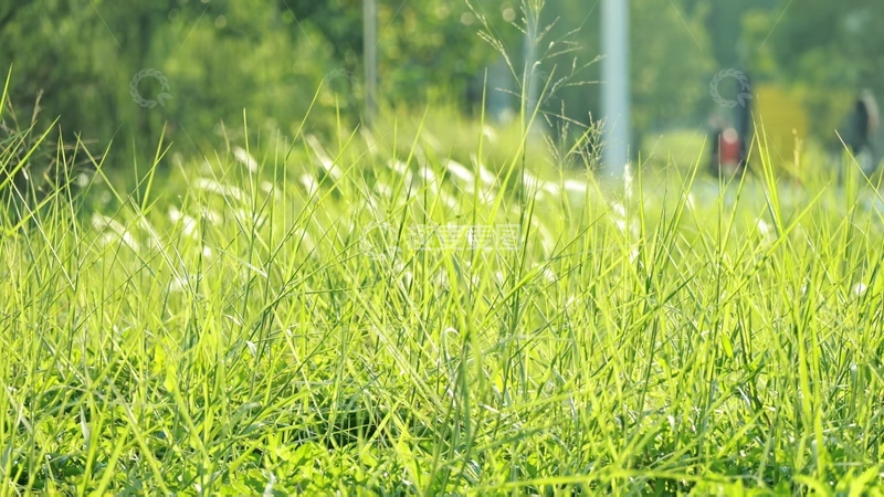 高清大图下载【趣麦麦图】阳光草地风景自然风光摄影
