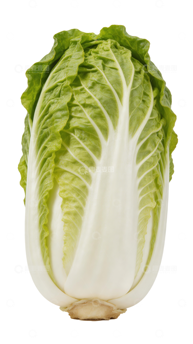 源文件下载【趣麦麦图】一颗新鲜白菜2