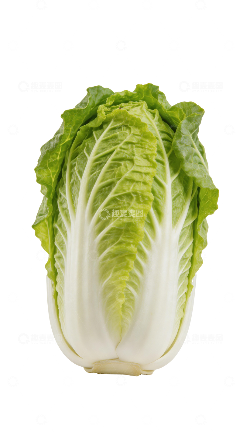 源文件下载【趣麦麦图】一颗新鲜白菜4