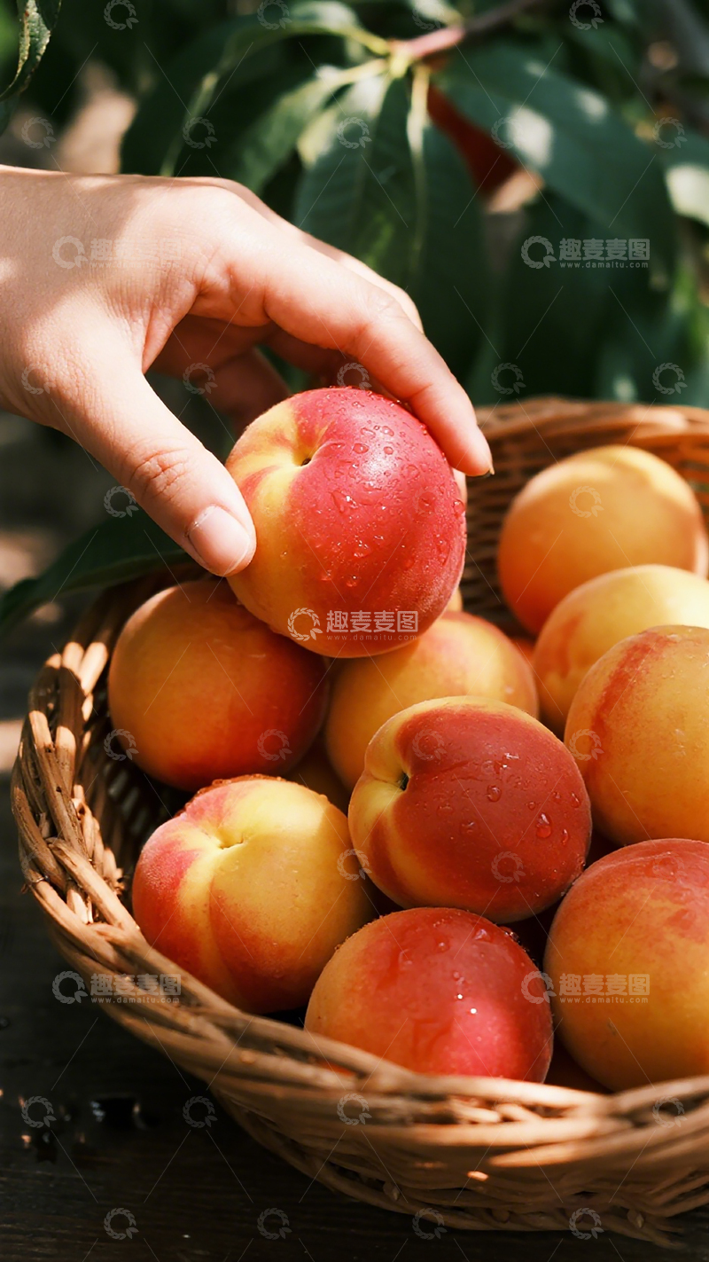 高清大图下载【趣麦麦图】丰收季篮子桃子特写摄影