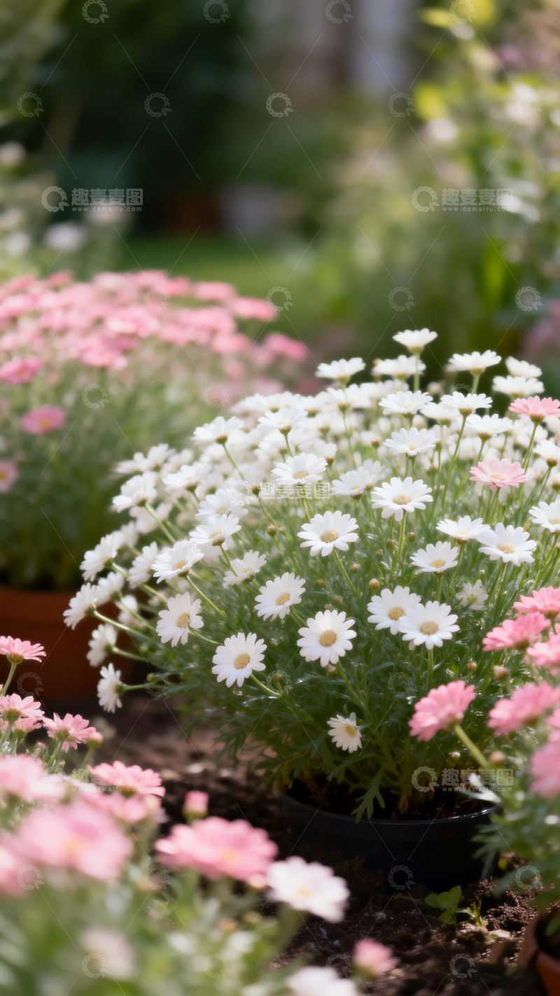 高清大图下载【趣麦麦图】花园盛放白菊粉菊美景