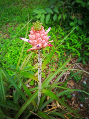 野外粉花植物特写