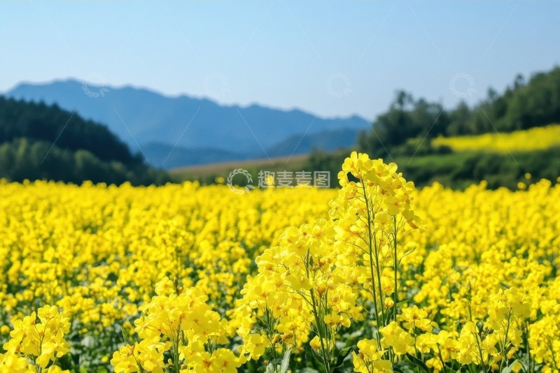 高清大图下载【趣麦麦图】一片金黄色的油菜花花田