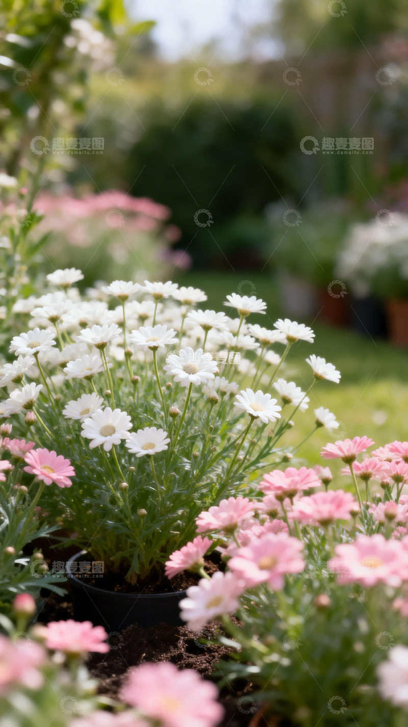 高清大图下载【趣麦麦图】花园雏菊盛开花朵美景